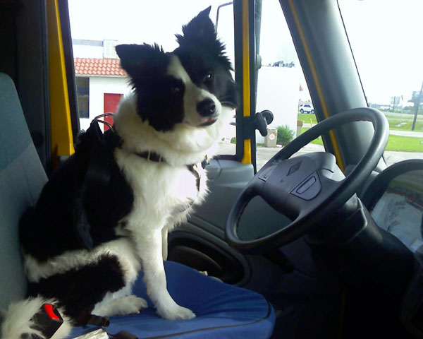 Border Collie Driving Truck