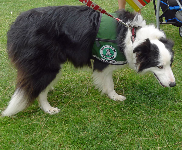 Border Collie therapy dog
