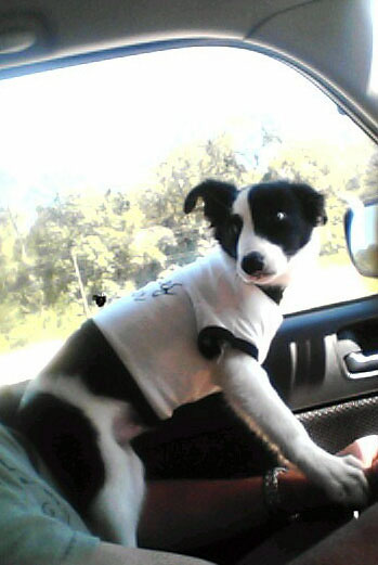 Border Collie Driving