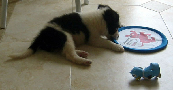 Border Collie with Puppy Toys