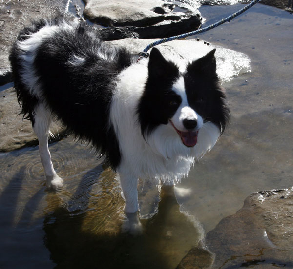 Border Collie in the Water